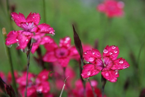 I am always inspired by the tiny bits of beauty in nature.