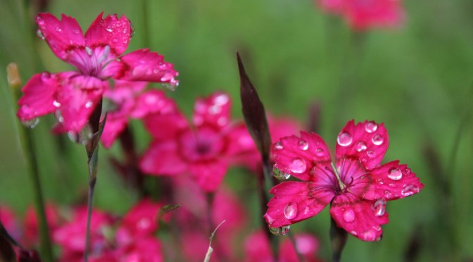 Playing with Color Palettes