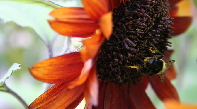 Color Inspiration Thursday {1}