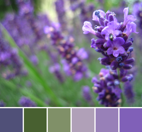 lavender color palette