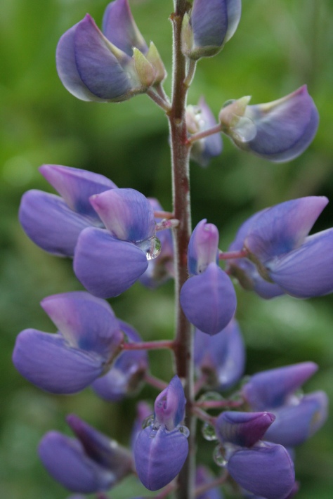Hearts in the heart of a lupine flower.