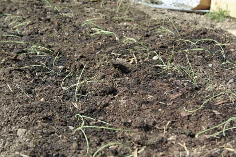 onion seedlings