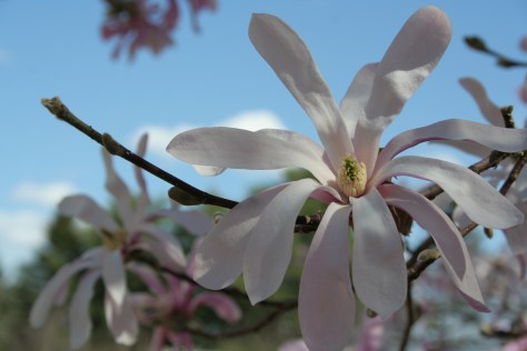 Spring Magnolia