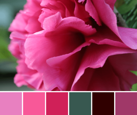 bright pink peony color palette