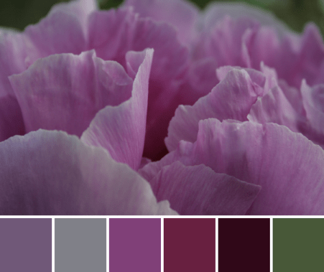 pink peony color palette
