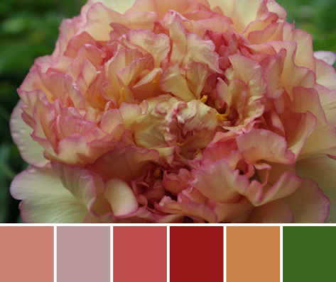 peach pink color palette