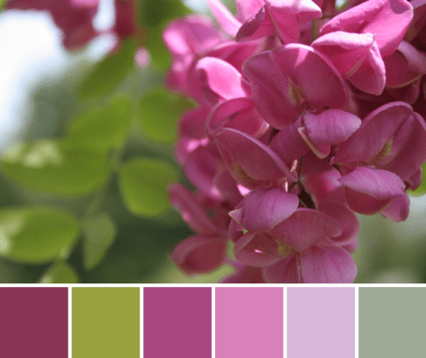 fuschia flower color palette pink