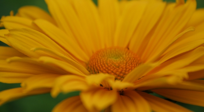 yellow flower sunny