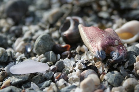 Rocky coast beach treasures in Maine
