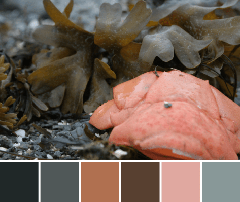 lobster maine coast color palette