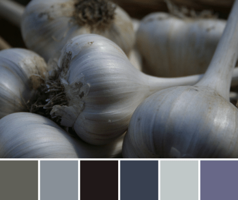 garlic color palette
