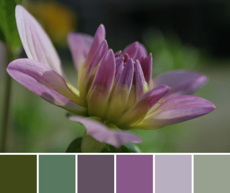 dahlia color palette with inch worm