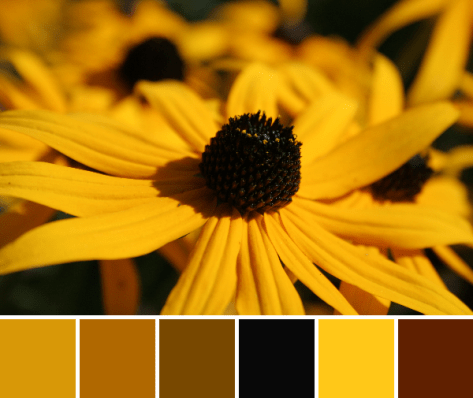 sunny yellow color palette
