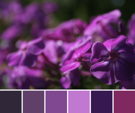 magenta purple color palette