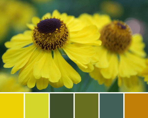 yellow autumn color palette