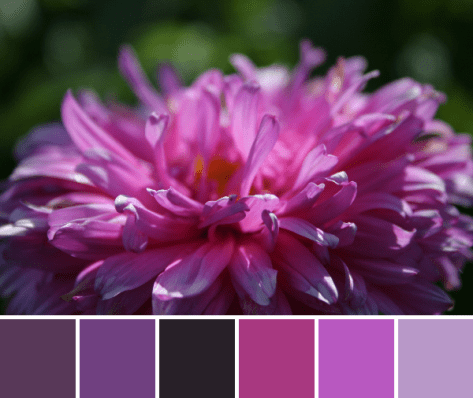 magenta flower color palette