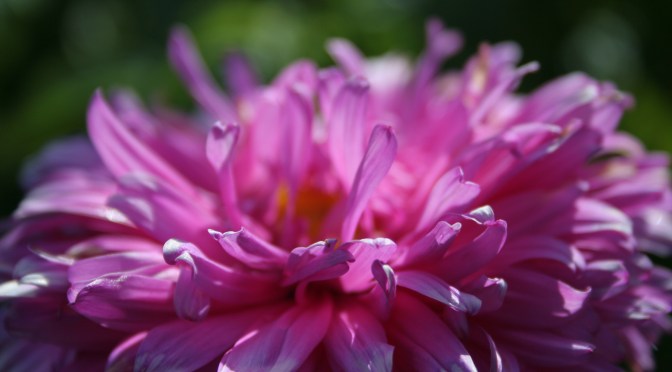 Color Inspiration Thursday {20}