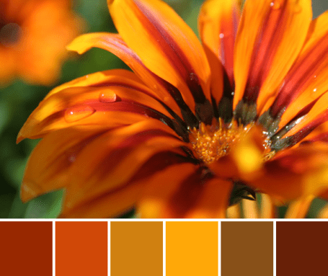sunny flower color palette