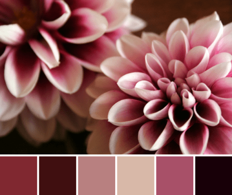 dark dahlia color palette