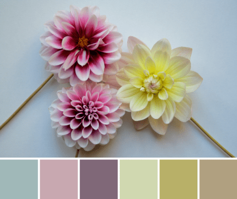 pastel dahlia color palette