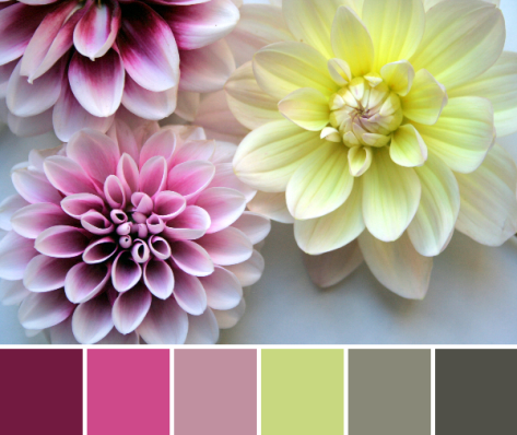 dahlia color palette