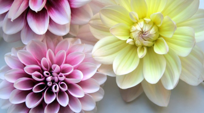 Color Inspiration Thursday {22}