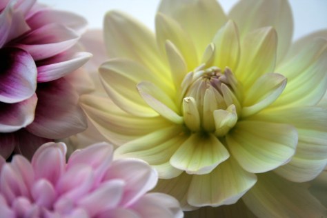 dahlia flowers