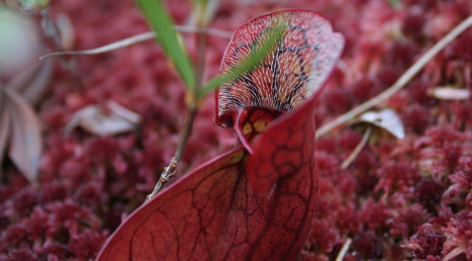 Color Inspiration Thursday {23}