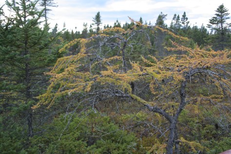 tamarack at the bog