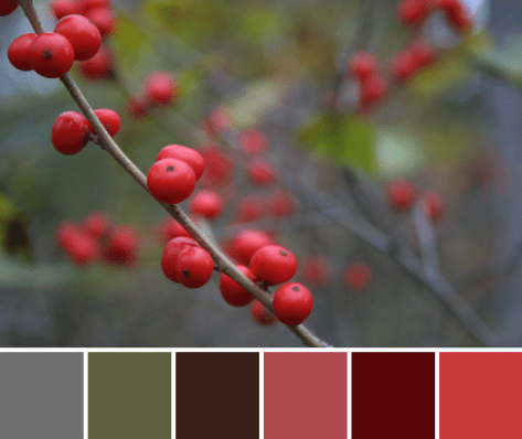 red berries color palette