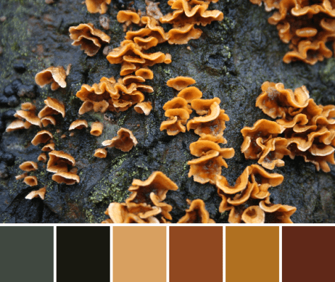 slime mold color palette