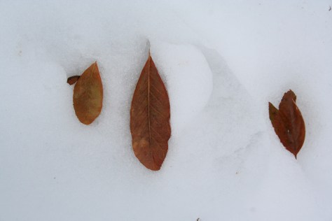 snow storm damage in maine leaves