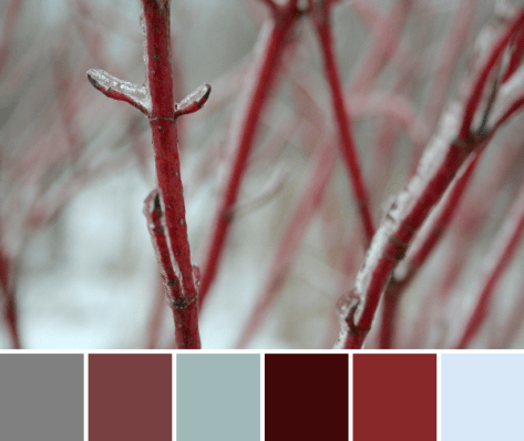 red osier dogwood color palette