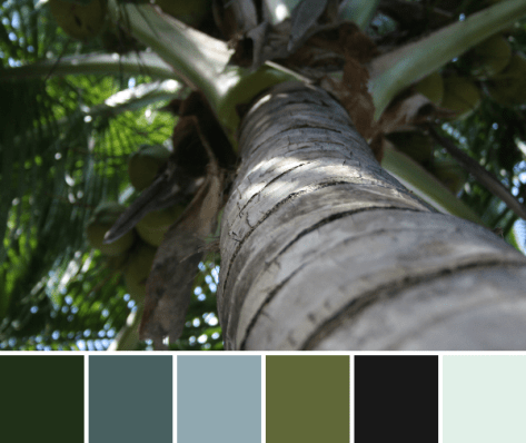 palm tree cozumel color palette
