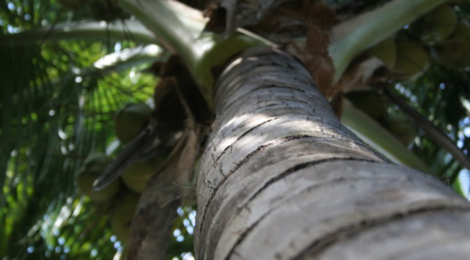 Color Inspiration Thursday {33}