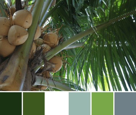 palm tree color palette