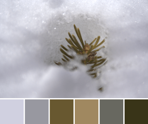 pine branch in the snow color palette