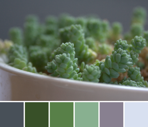 green color palette succulent