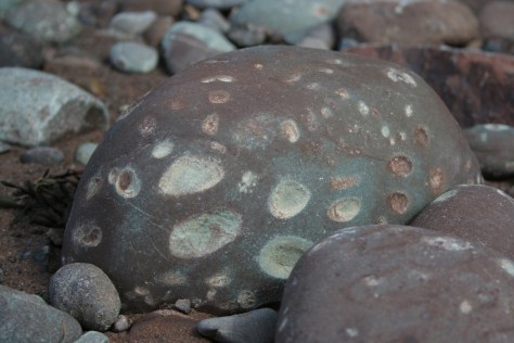 battered rocks at the bay of fundy