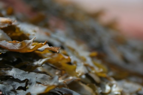 seaweed