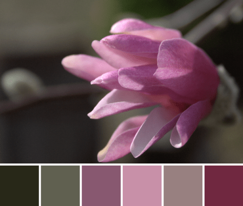 pink magnolia color inspiration color palette