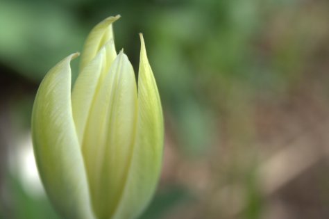 tulip bud