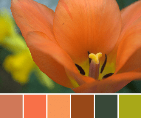 orange tulip color palette