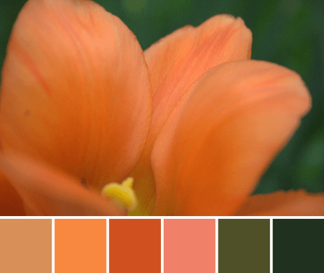 orange tulip color palette