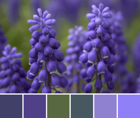 grape hyacinth color palette