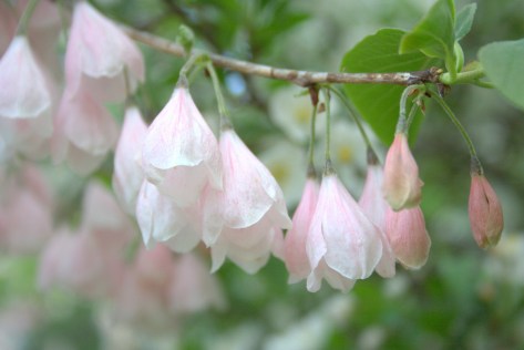 pink silver bells tree flowering