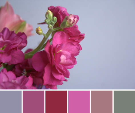 pink flower color palette