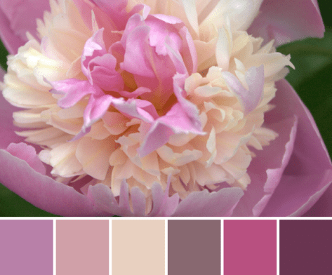 pink peony color palette