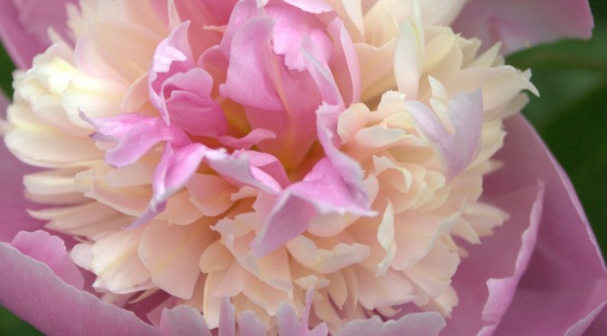 Color Inspiration Thursday {51}