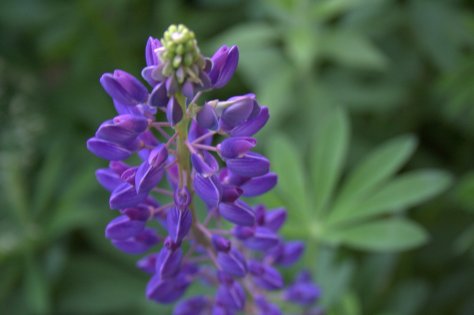 lupine flower detail